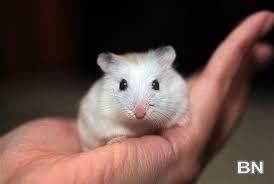 Picture of Dwarf Hamster for sale