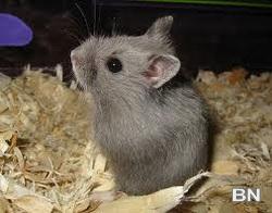 Dwarf Hamster for sale - image 2
