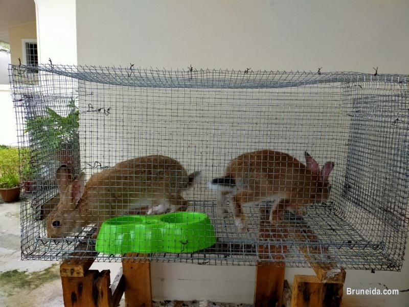 Rabbits for sale with Cage's - image 1