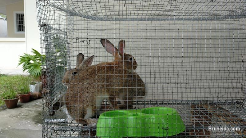 Rabbits for sale with Cage's - image 2