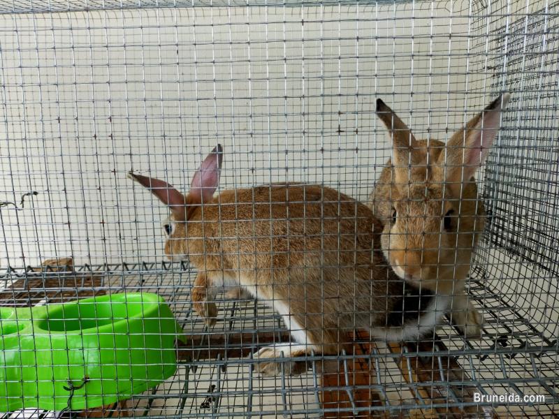Rabbits for sale with Cage's - image 3
