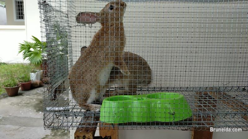 Rabbits for sale with Cage's - image 4