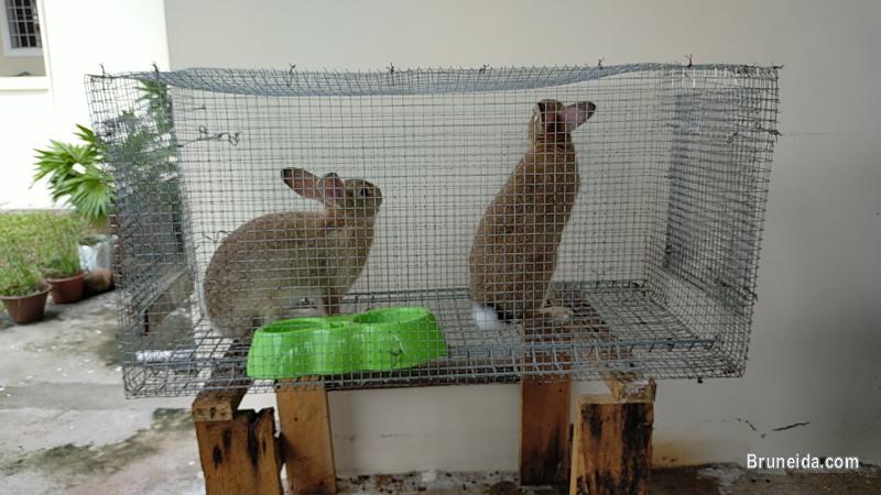 Rabbits for sale with Cage's - image 5