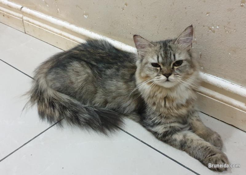 Cat for sale (Domestic long hair) - image 2