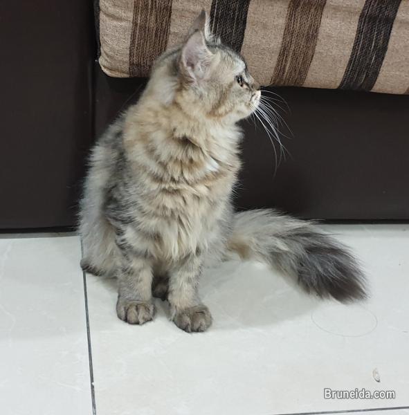 Cat for sale (Domestic long hair) - image 3