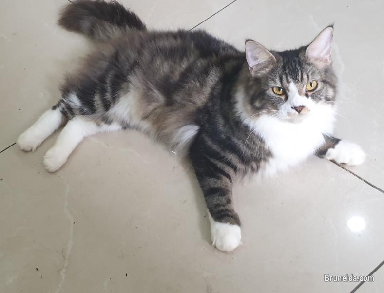 Cat for sale - image 2