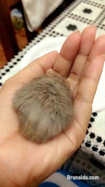 Dwarf Hamster - image 2