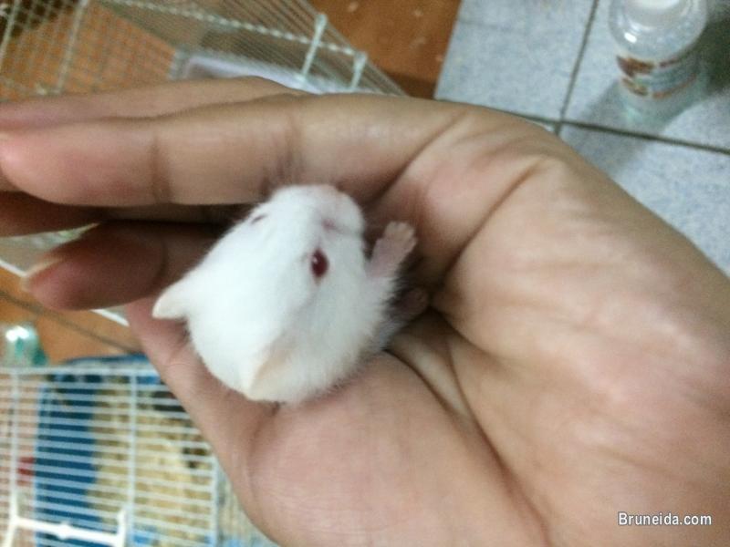 Dwarf Hamster - image 3