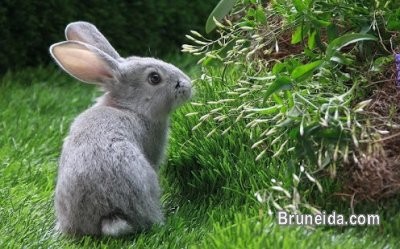 Animals for Sale (Rabbits, Hamsters, Mice, Pacu fish) - image 2