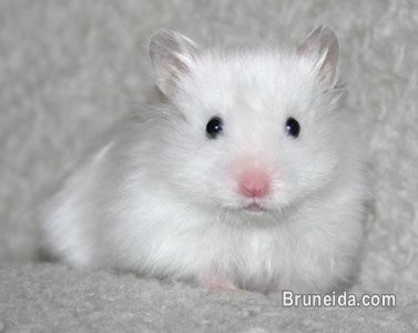 Animals for Sale (Rabbits, Hamsters, Mice, Pacu fish) - image 3