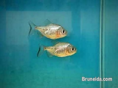 Animals for Sale (Rabbits, Hamsters, Mice, Pacu fish) - image 4
