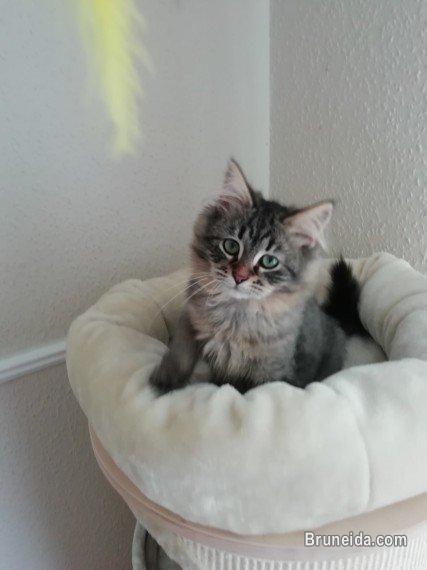 Anak kucing betina - image 1