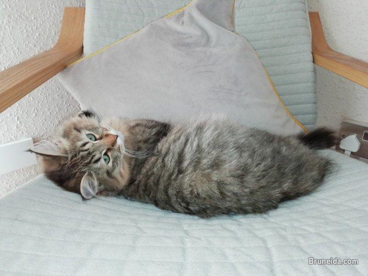Anak kucing betina - image 2