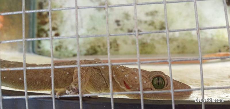 Tokay Gecko for sale - image 2