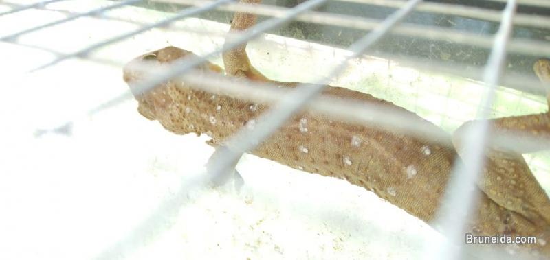 Tokay Gecko for sale - image 3