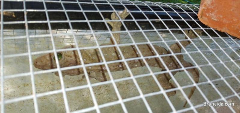 Tokay Gecko for sale - image 4