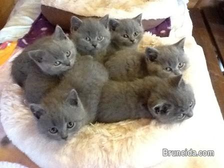 Picture of British Shorthair Kittens For Sale