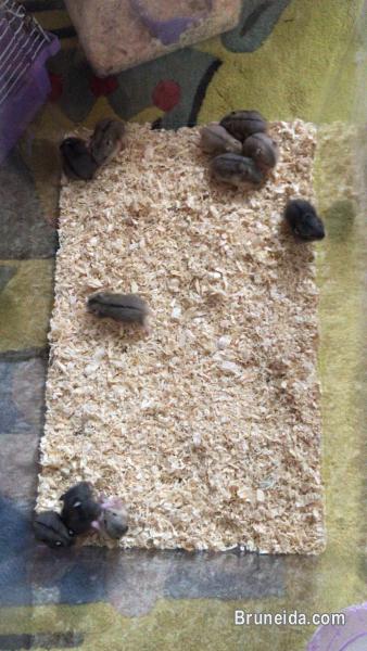 Hamster dwarf - image 1