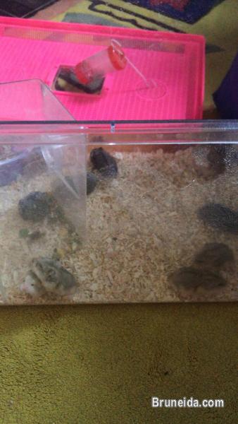 Hamster dwarf - image 2