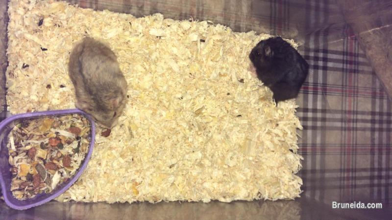 Hamster dwarf - image 3