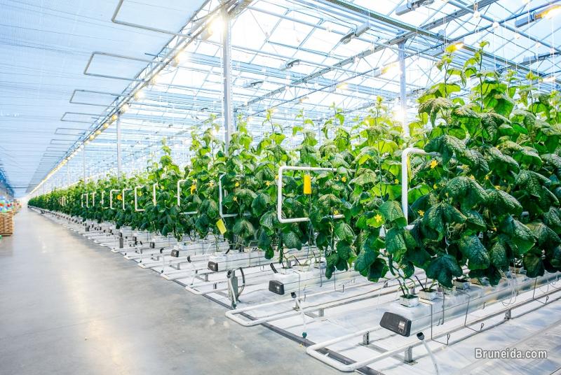 Hydroponics Farming Consultant in Brunei - image 2