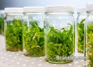 Plant Tissue Culture Laboratory Set up services - image 2