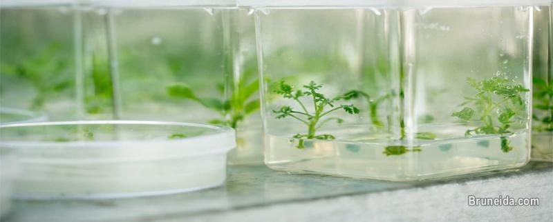 Plant Tissue Culture Laboratory Set up services - image 3