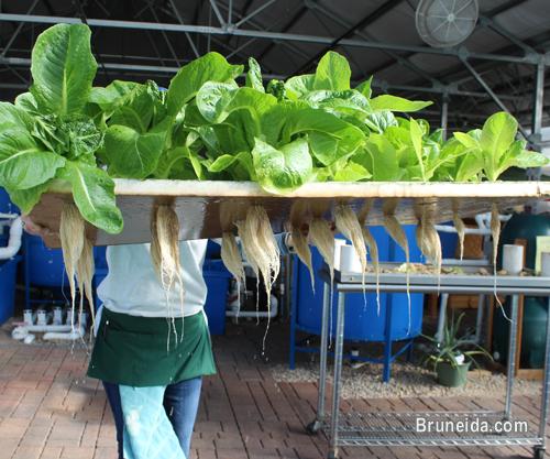 Farm Management Services - image 2