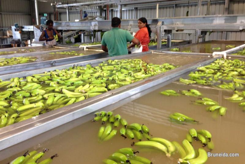 Fresh Produce Supply Chain & Marketing - image 3