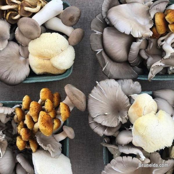 Mushroom Seeds or Mushroom spawn supplier in Brunei