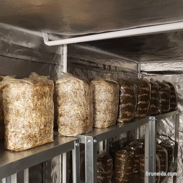 Mushroom Seeds or Mushroom spawn supplier in Brunei - image 3