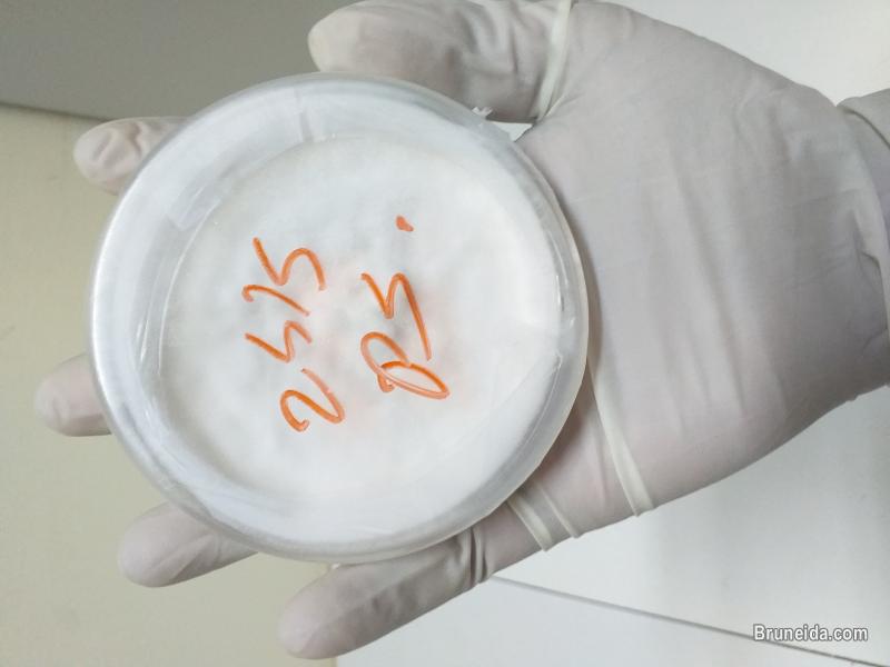 Mushroom Seeds or Mushroom spawn supplier in Brunei - image 4