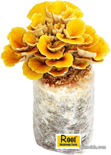 Mushroom Seeds or Mushroom spawn supplier in Brunei - image 5