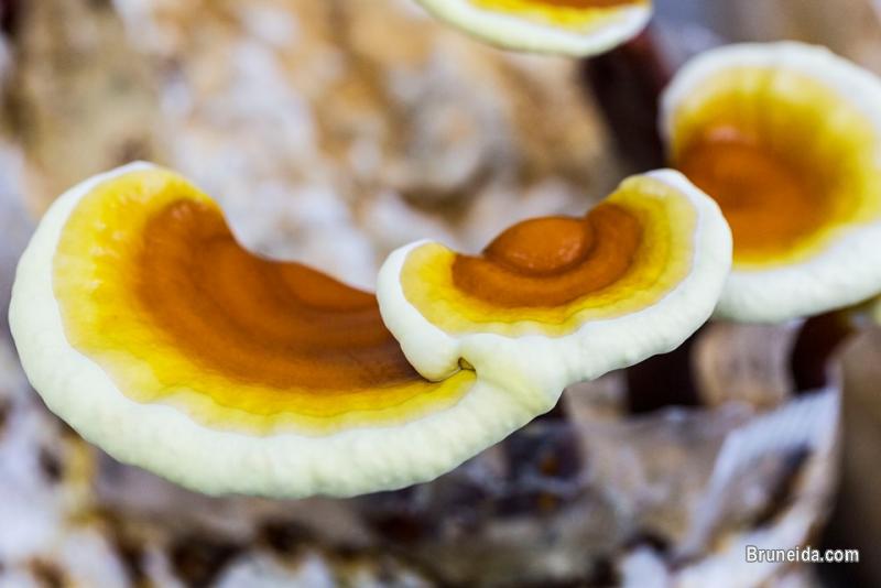 Mushroom Dealer in Brunei Darussalam - image 1