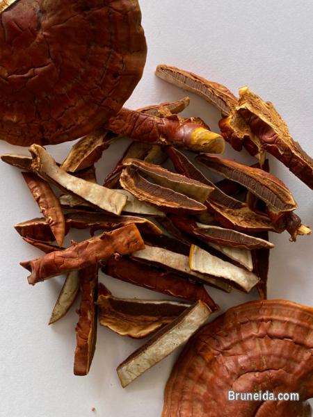 Mushroom Dealer in Brunei Darussalam - image 2