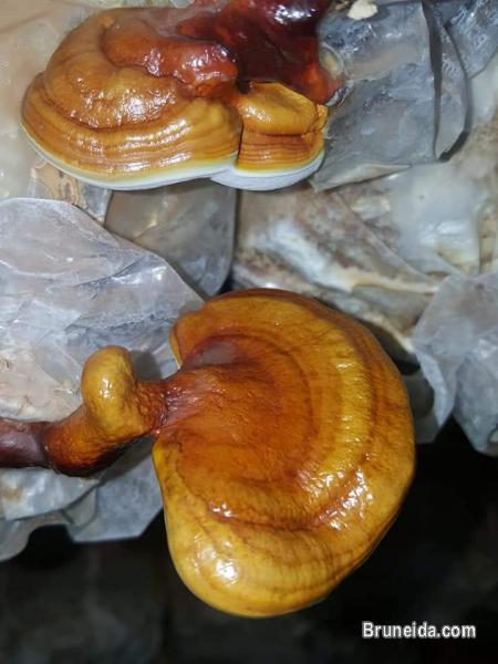 Mushroom Dealer in Brunei Darussalam - image 3