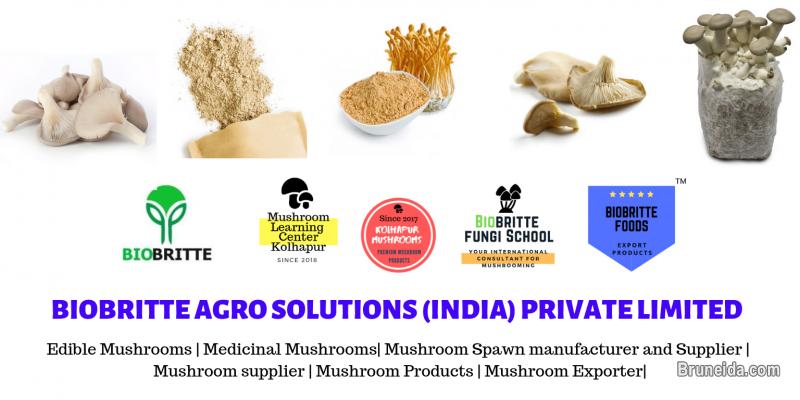 Mushroom Dealer in Brunei Darussalam - image 5