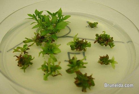 Grab Internship in India for different stream in Biosciences - image 2