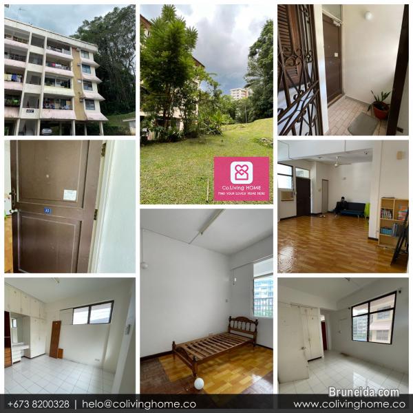 Bandar, Brunei- DOGUS HOME FOR RENT $480 SALE $98K - image 11