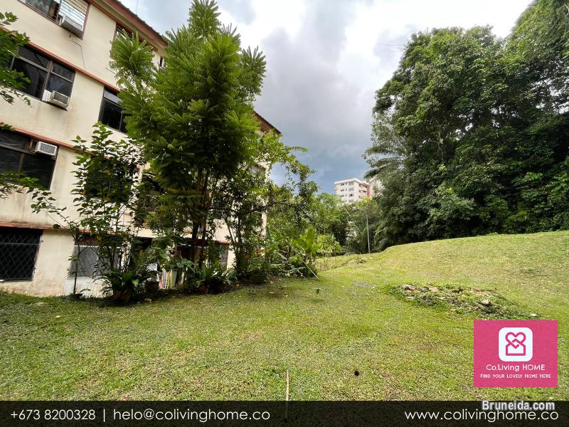 Bandar, Brunei- DOGUS HOME FOR RENT $480 SALE $98K - image 2