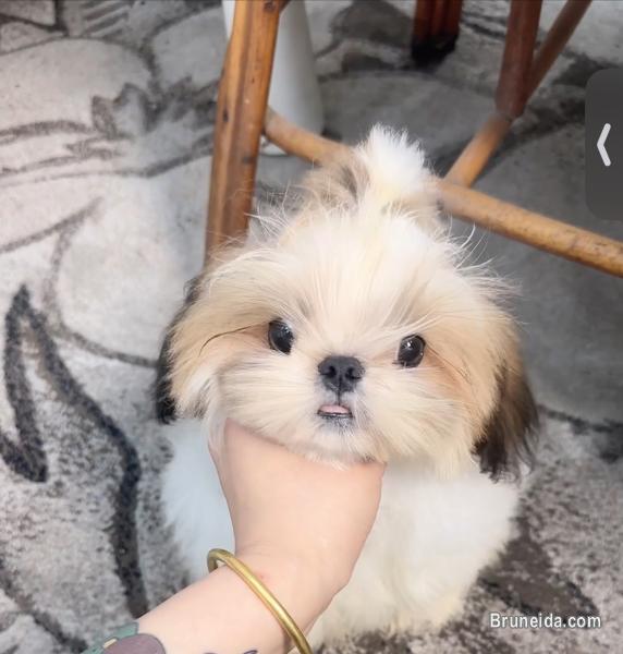 Korean Shih Tzu - image 1