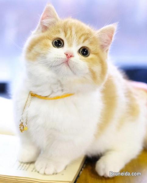 Cute Munchkin male Kitten - image 2