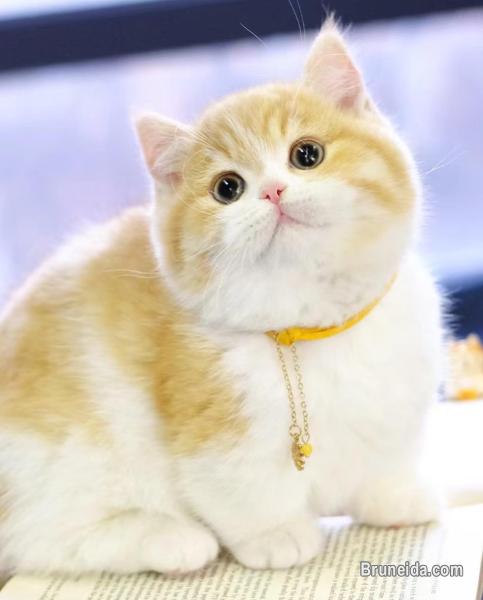 Cute Munchkin male Kitten - image 3