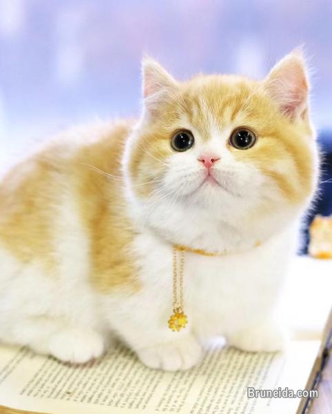 Cute Munchkin male Kitten - image 4