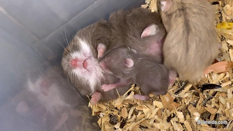 Picture of Drawf Hamster $5 each.