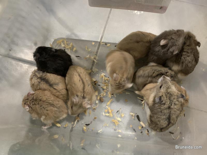 Drawf Hamster $5 each. - image 2