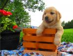 Golden Retrieve Puppies Ready For Their New Families Now