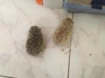 Hedgehogs for sale