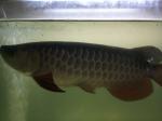 High Back Golden Arowana for sale