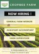 Job Vacancy As Farm supervisor, Farm labour, Account assistant